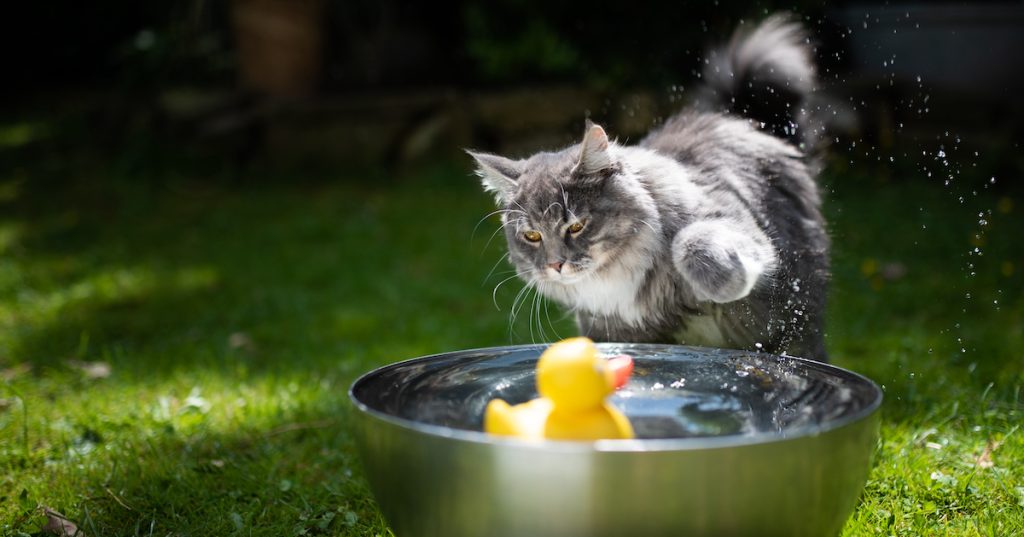 Kediler Suyu Neden Sevmez?