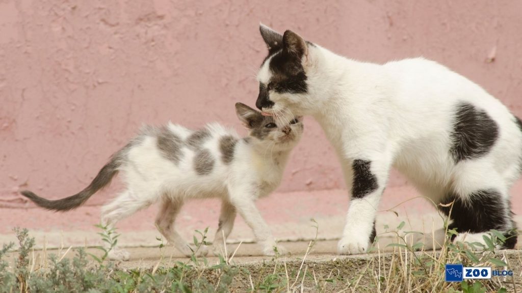 Kediler Yavrularını Ne Zaman Bırakır? Kediler Yavrularını Ne Zaman Bırakır?