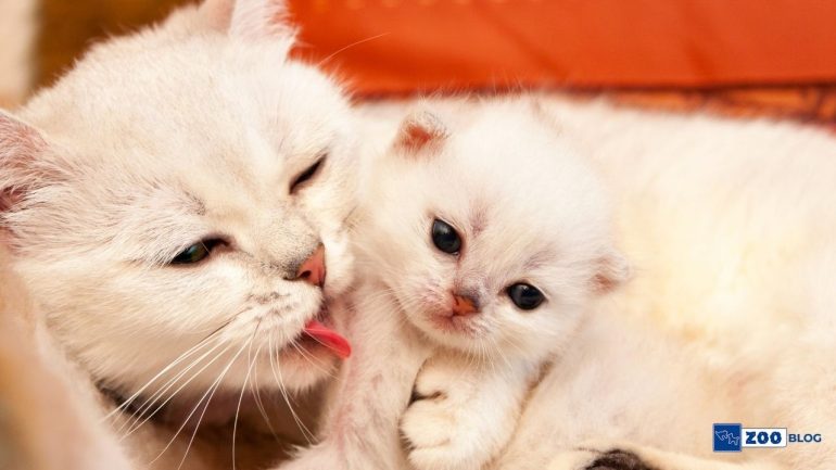 Kediler Yavrularını Ne Zaman Bırakır?