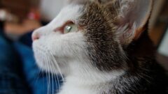 Kedilerde Alzheimer Belirtileri ve Nedenleri