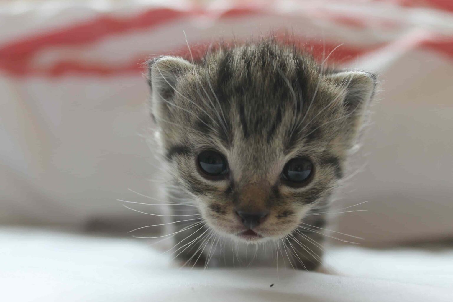 Kedilerde Doğum Belirtileri Nelerdir? Zoo Blog