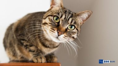 Kedilerde Fiv Hastalığı Belirtileri
