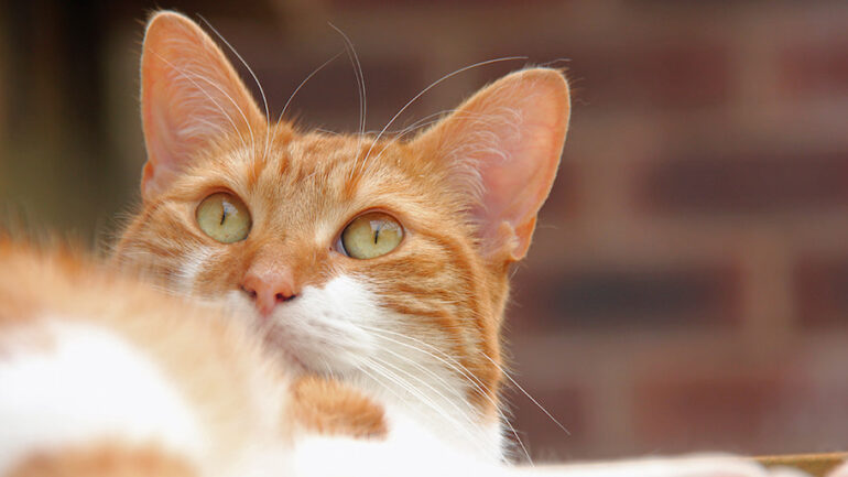 kedilerde genc hastaligi nedir belirtileri nedenleri ve tedavisi zoo blog