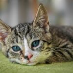 Kedilerde Görülen Hastalıklar