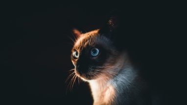 Kedilerde Neoplazi (Hücre Büyümesi) Nedir?