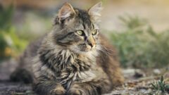 Kedilerde Pika Sendromu Nedir?