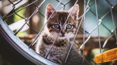 Kedilerde Taurin Eksikliği Neden Olur?