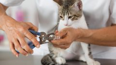 Kedilerde Tırnak Kesimi Nasıl Olmalı?