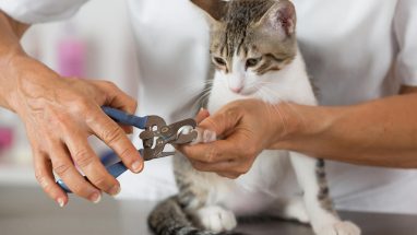 Kedilerde Tırnak Kesimi Nasıl Olmalı?