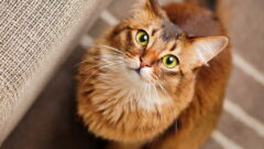 Kedilerin Bıyıkları Ne İşe Yarar? Kedi Bıyığının Fonksiyonu Nedir?