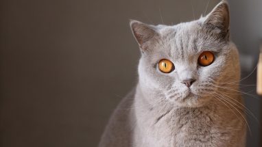 11 Maddede Kedilerin Cinsleri