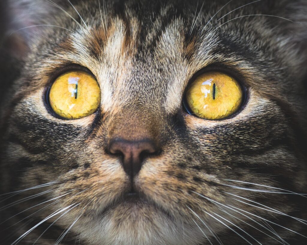 Kedilerin göz hastalıkları