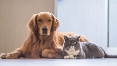 Kedilerle Anlaşan Köpek Irkları