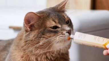 Kedi Maltı Nedir? Ne İşe Yarar?