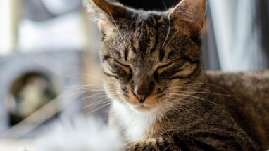 Kedinin Göz Çevresi Kızardı Ne Yapmalıyım? Kedi Göz Kızarıklığı Neden Olur?