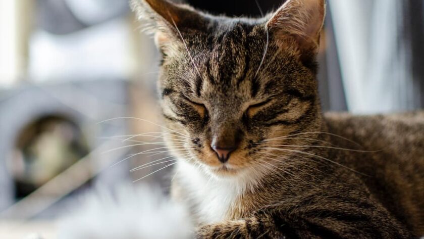 Kedinin Göz Çevresi Kızardı Ne Yapmalıyım? Kedi Göz Kızarıklığı Neden Olur?