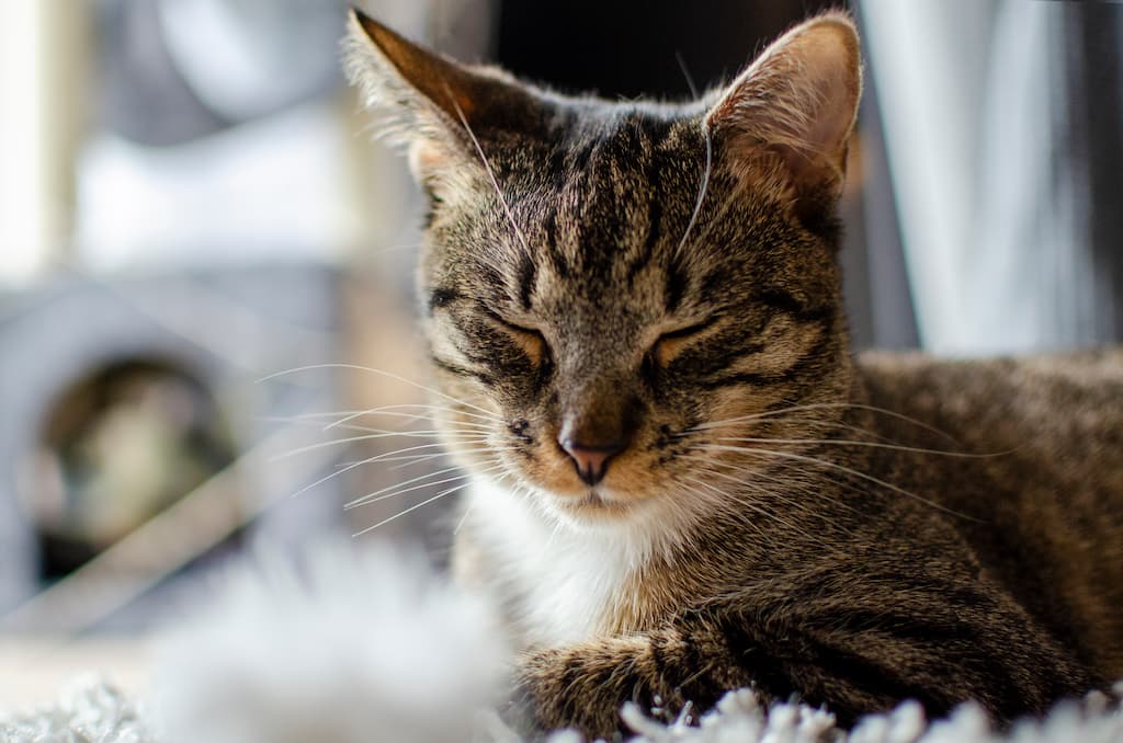 Kedinin Göz Çevresi Kızardı Ne Yapmalıyım? Kedi Göz Kızarıklığı Neden