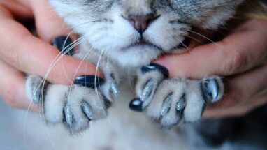 Kedi Tırnağı Nasıl Kesilir?