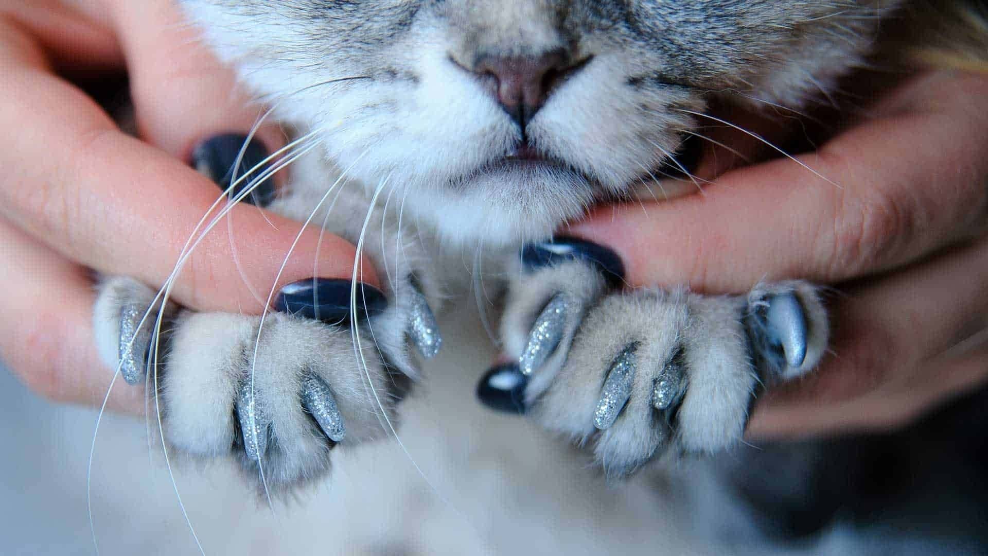 Kedi Tırnağı Nasıl Kesilir? Zoo Blog