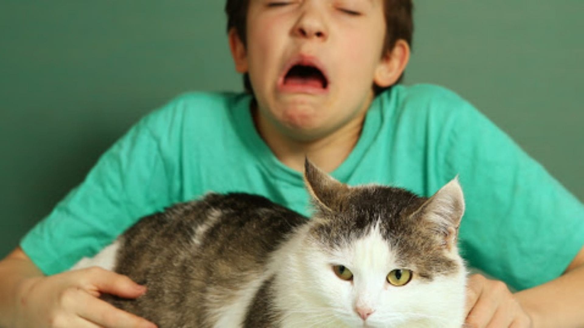 Kedi Alerjisi Nasıl Geçer? Bu Bir Hastalık mıdır? Tedavisi Mümkün müdür