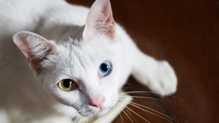 Khao Manee Kedi Irkı Özellikleri