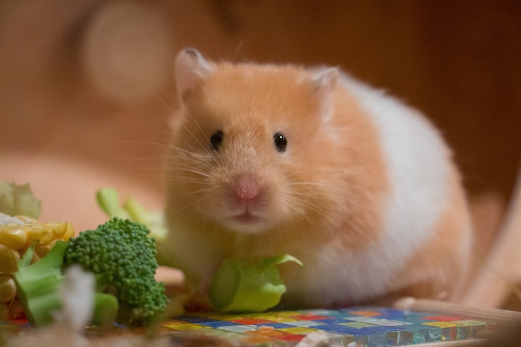 Kilolu Hamsterlarda Beslenme