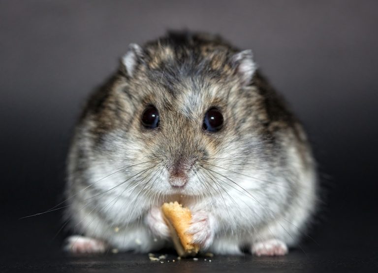 Kilolu Hamsterlarda Beslenme Nasıl Olmalı?