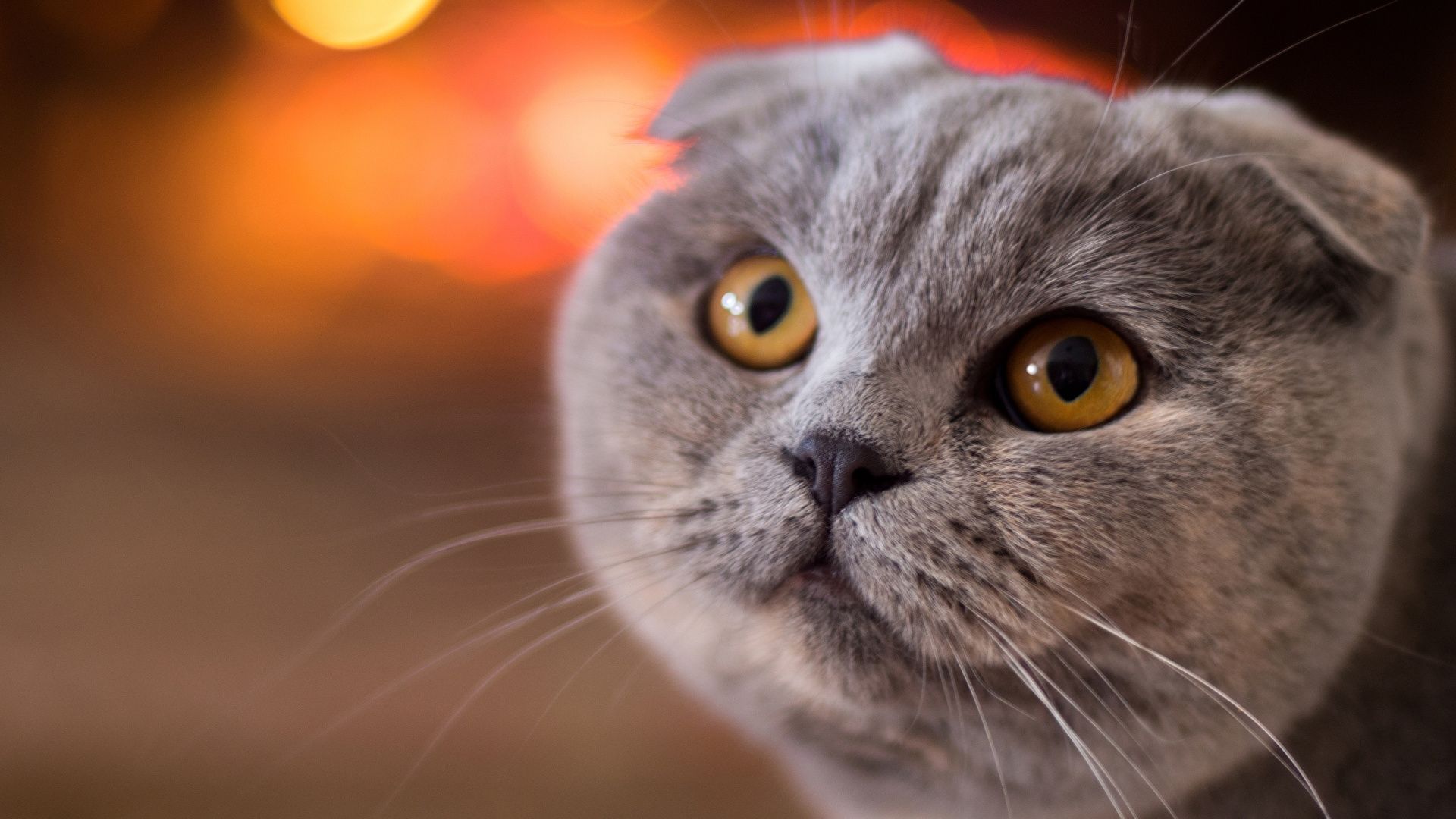 Kırık Kulak Kedi (Scottish Fold) Irkı Hakkında Önemli Bilgiler Zoo Blog