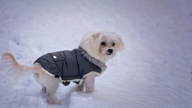 Kış Aylarında Köpek Beslenmesi Nasıl Olmalı?