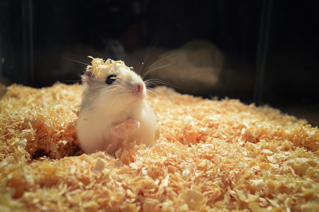 Kış Mevsiminde Hamster Bakımı İpuçları