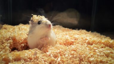Kış Mevsiminde Hamster Bakımı İpuçları