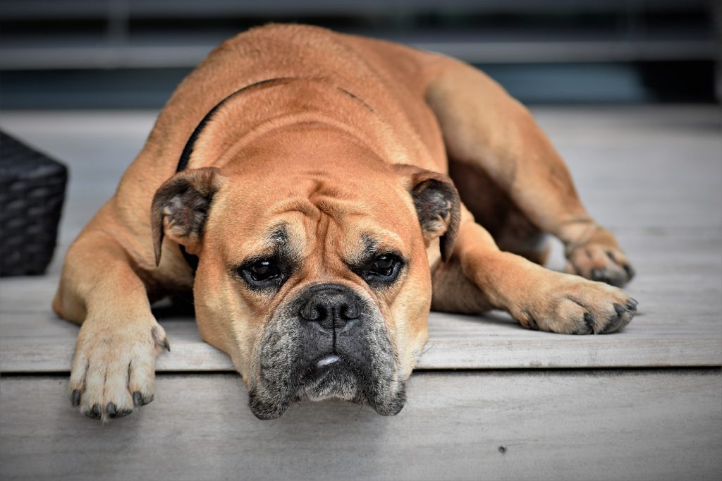 10 Maddede Kısa Tüylü Köpek Irkları