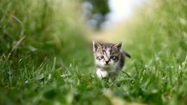 Kısırlaştırma Sonrası Kedi Davranışları