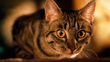 Kısırlaştırma Sonrası Kedi Davranışları Nelerdir?