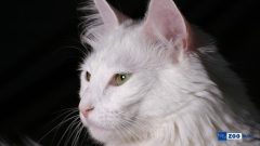 Kısırlaştırma Sonrası Kedi Psikolojisi