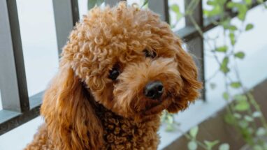 7 Maddede Kıvırcık Tüylü Köpek Cinsleri