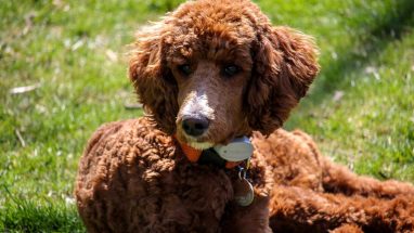 8 Maddede Kıvırcık Tüylü Köpekler