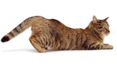 Kedi Kızgınlık Dönemi Nasıldır? Kedilerde Kızgınlık Döneminde Hangi Davranışlar Ortaya Çıkar?