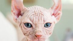Kohana Kedi Irkı Özellikleri ve Bakımı