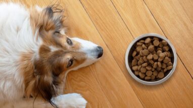 Köpeğim Kuru Mama Yemiyor Ne Yapmalıyım?