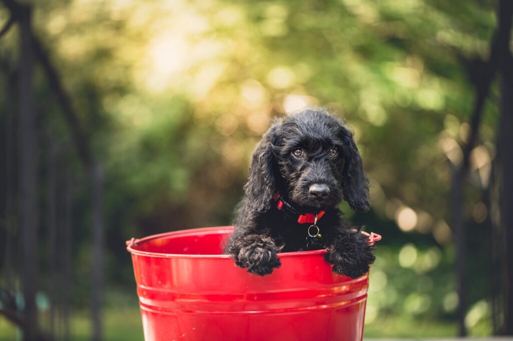 Köpeğim Kuru Mama Yemiyor Ne Yapılabilir?