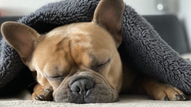 Köpeğim Uyurken Titriyor Ne Yapmalıyım?