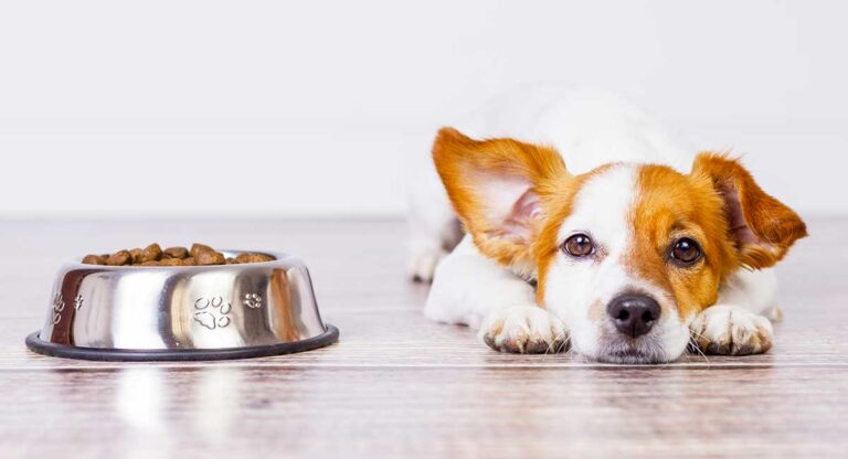 Köpeğim Yemek Yemiyor Ne Yapmalıyım? Köpeklerde İştah Kaybı Çözümleri