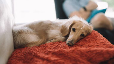 Köpeğimin Ateşi Var Ne Yapmalıyım? Köpeklerde Ateş Problemi