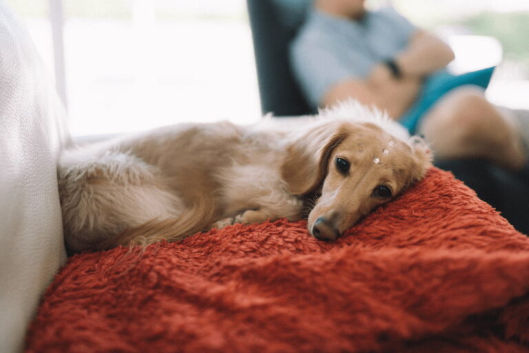 Köpeğimin Ateşi Var Ne Yapmalıyım? Köpeklerde Ateş Problemi