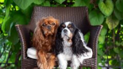 Köpeğimin Yaşını Nasıl Öğrenirim? Köpek Yaş Hesaplama