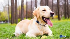 Köpeğin Ağzı Neden Kokar?