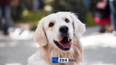 Köpeğin Hasta Olduğu Nasıl Anlaşılır? Belirtileri Neler?