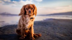 Köpeğin Kusması Neye İşaret Eder?