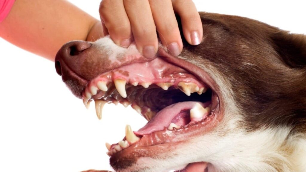 Köpeğin ağız kokusu nasıl giderilir